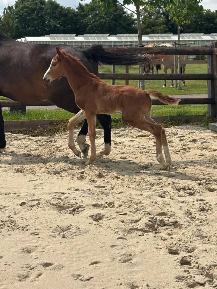 Cheval de sport par Halifax van het Kluizebos