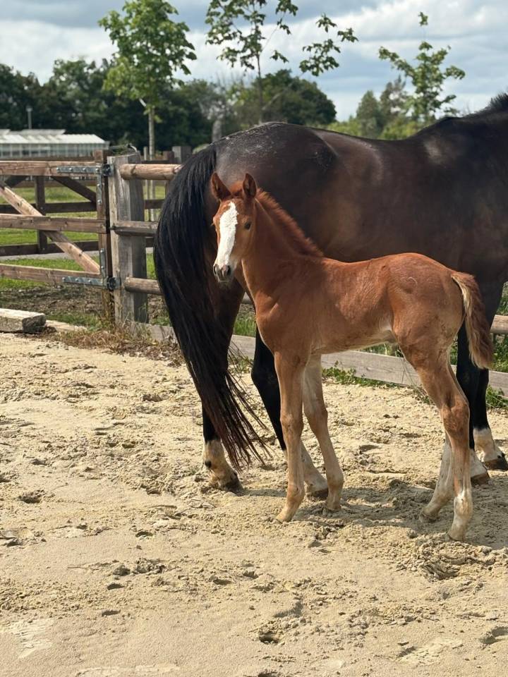 Cheval de sport par Halifax van het Kluizebos