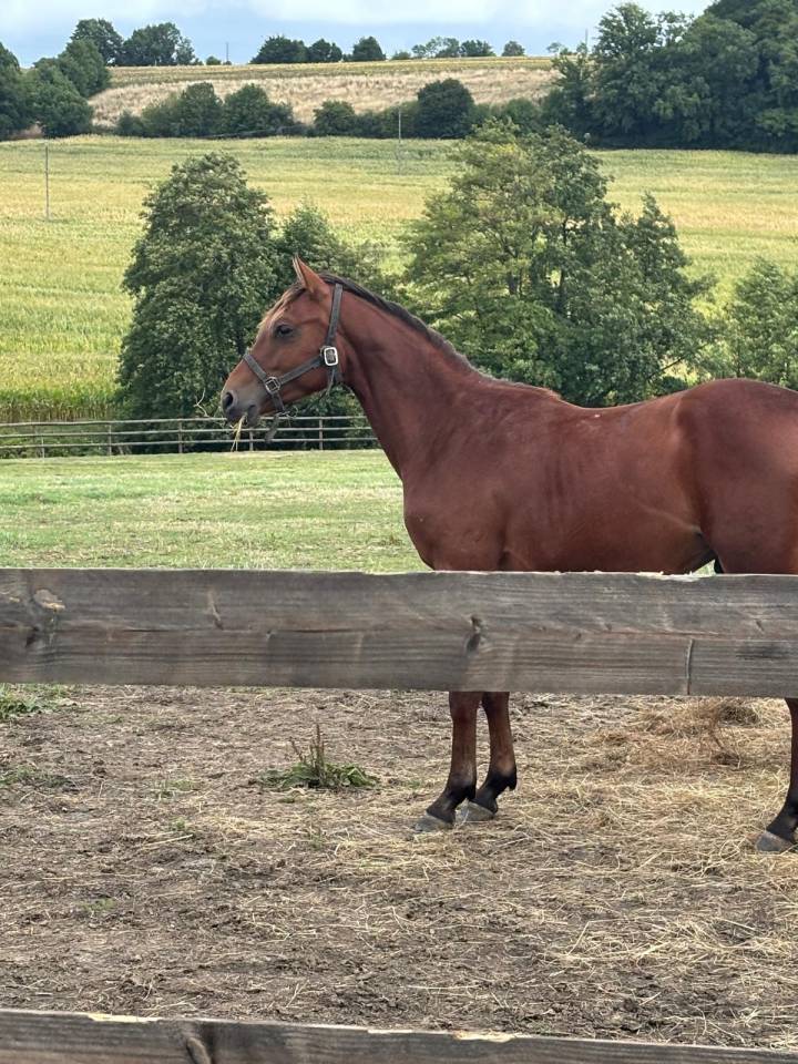 CHEVAL DE SPORT SF par CASALLCO X KASHMIR VAN'T SCHUTTERSHO