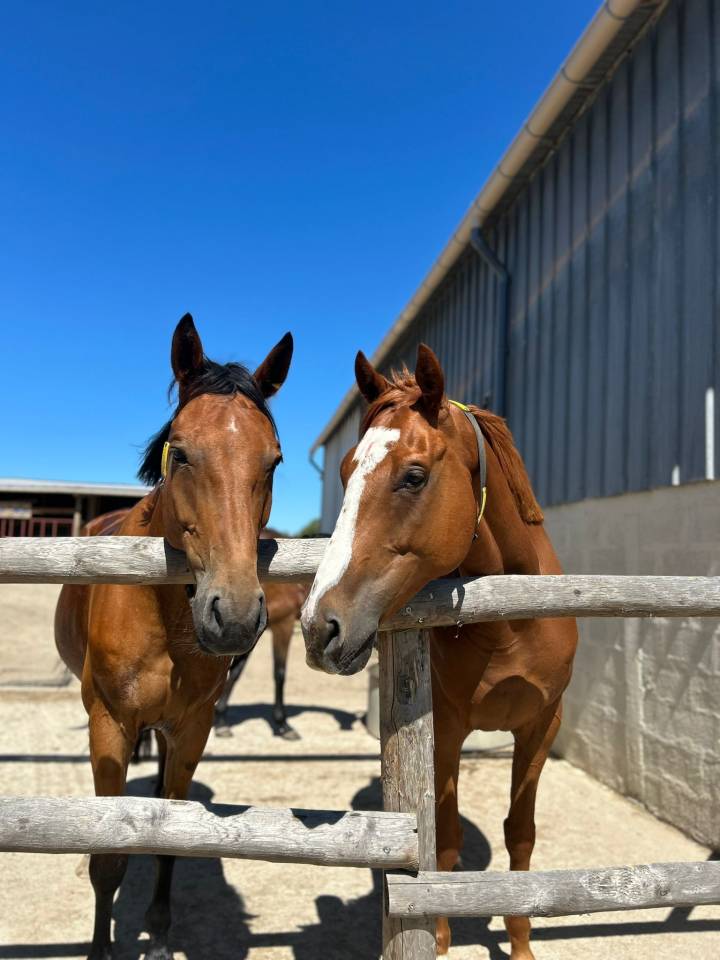 Hongre 6 ans / CSO club AM