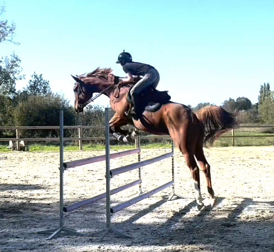 Hongre 6 ans / CSO club AM