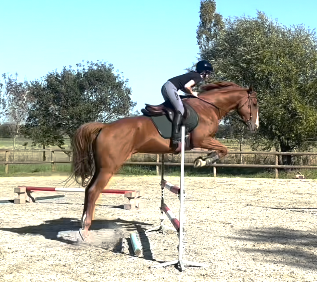 Hongre 6 ans / CSO club AM