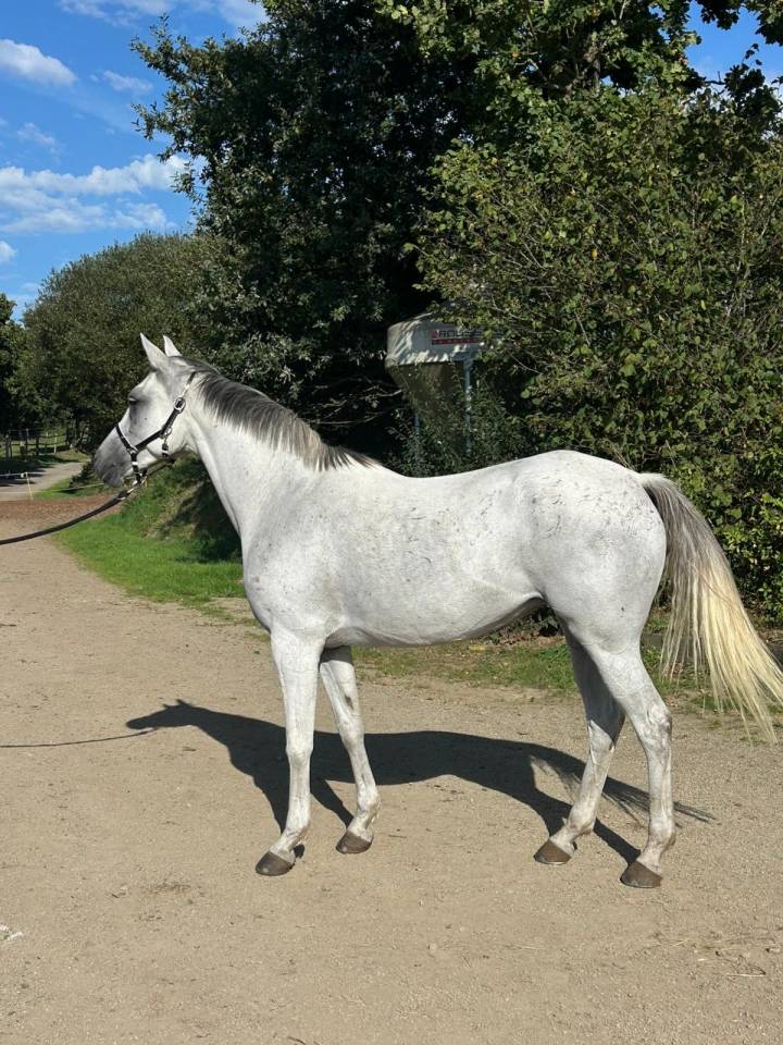 Petite jument ONC 7 ans