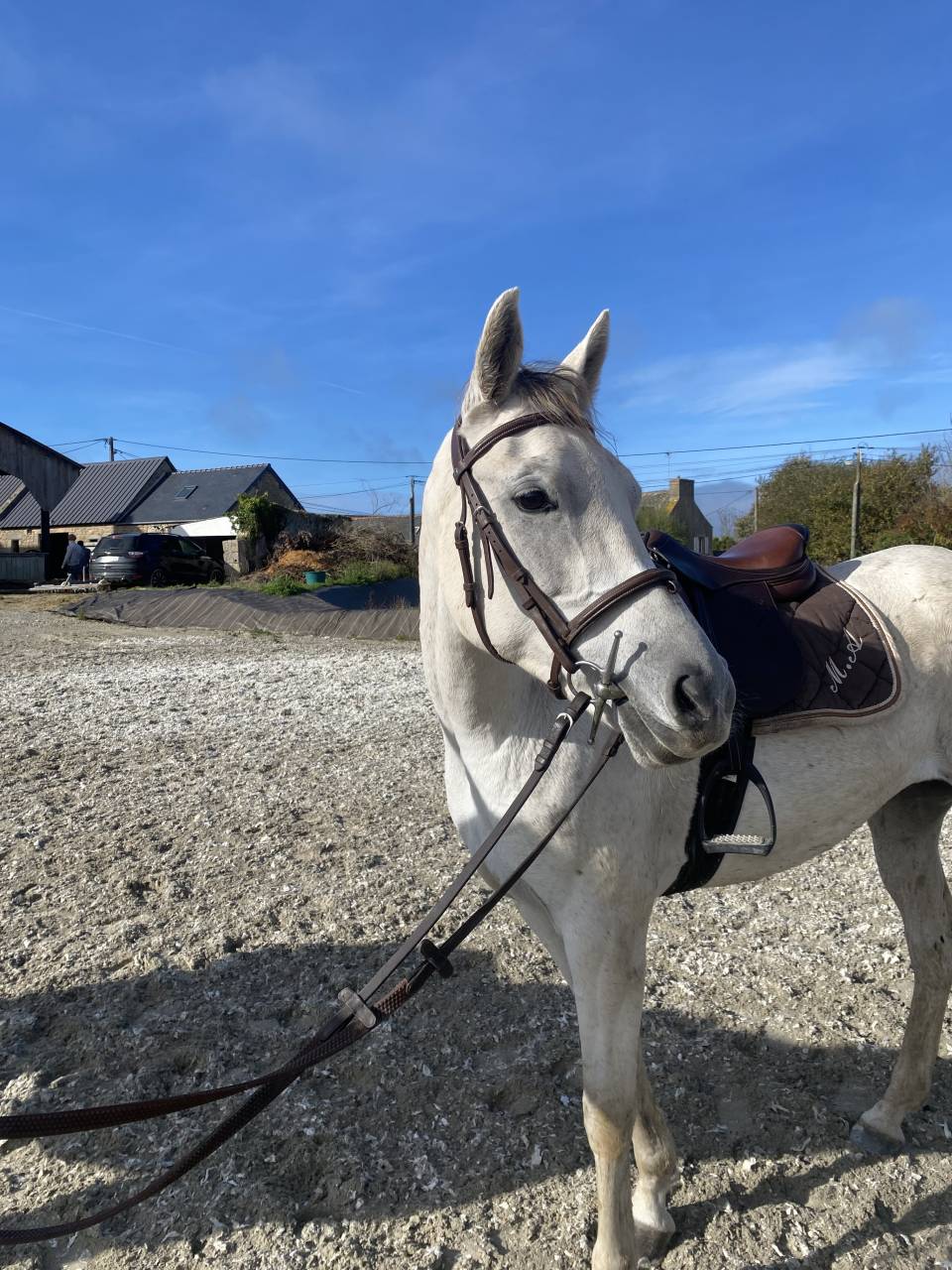 Petite jument ONC 7 ans