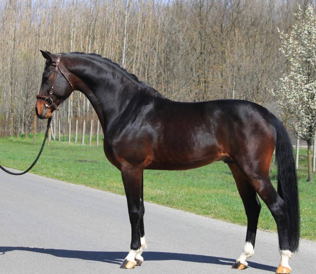 Hongre de 7 ans à vendre 