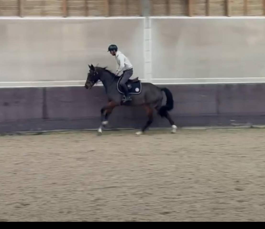 Hongre de 7 ans à vendre 