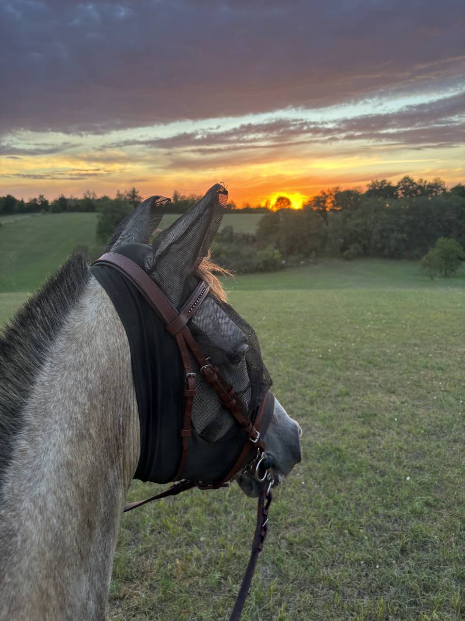 Pur sang arabe 5 ans  