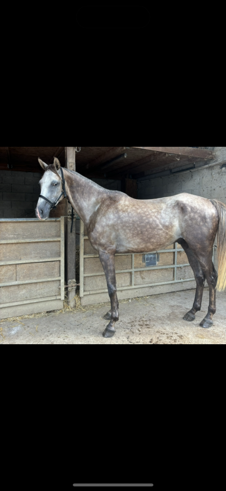 Pur sang arabe 5 ans  