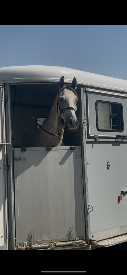 Pur sang arabe 5 ans  