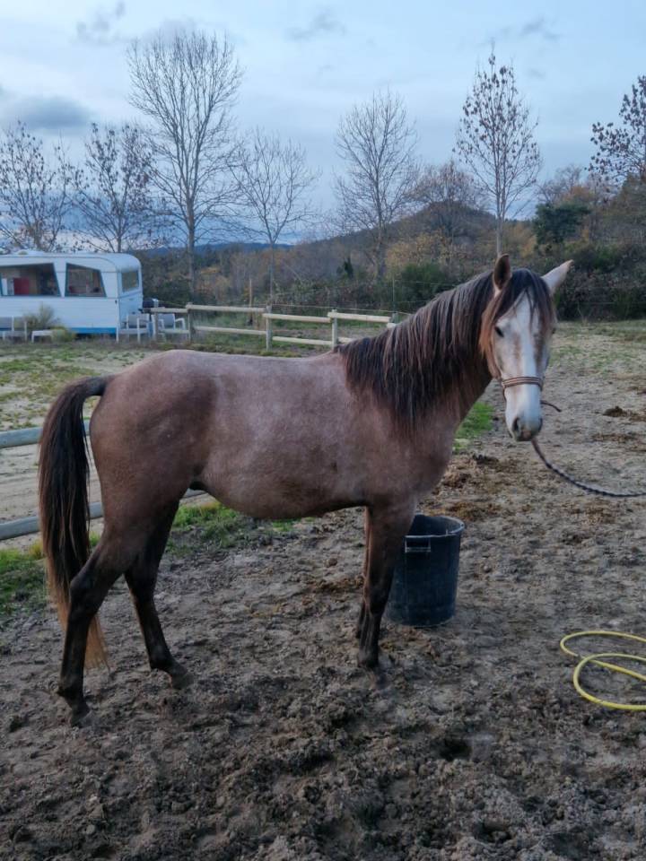 Lusitanien OC Entier