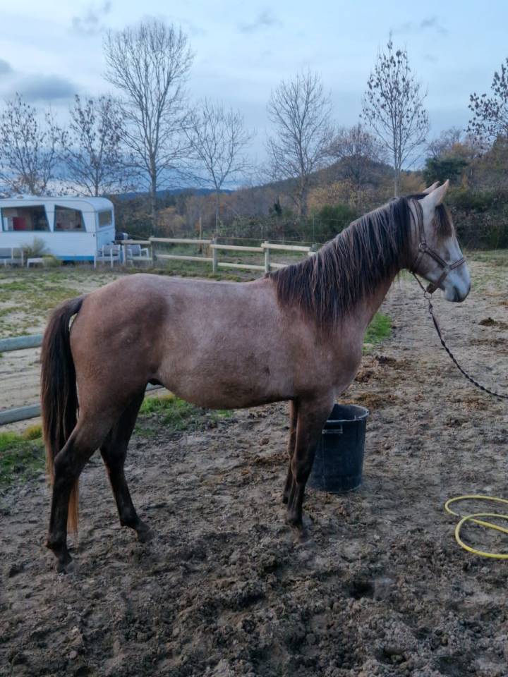 Lusitanien OC Entier