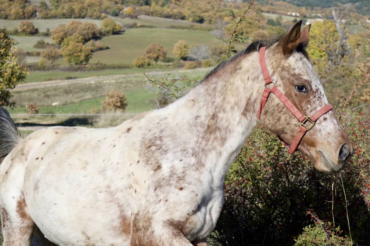 Nektoub Shalala – Hongre Appaloosa × Arabe - 2 ans