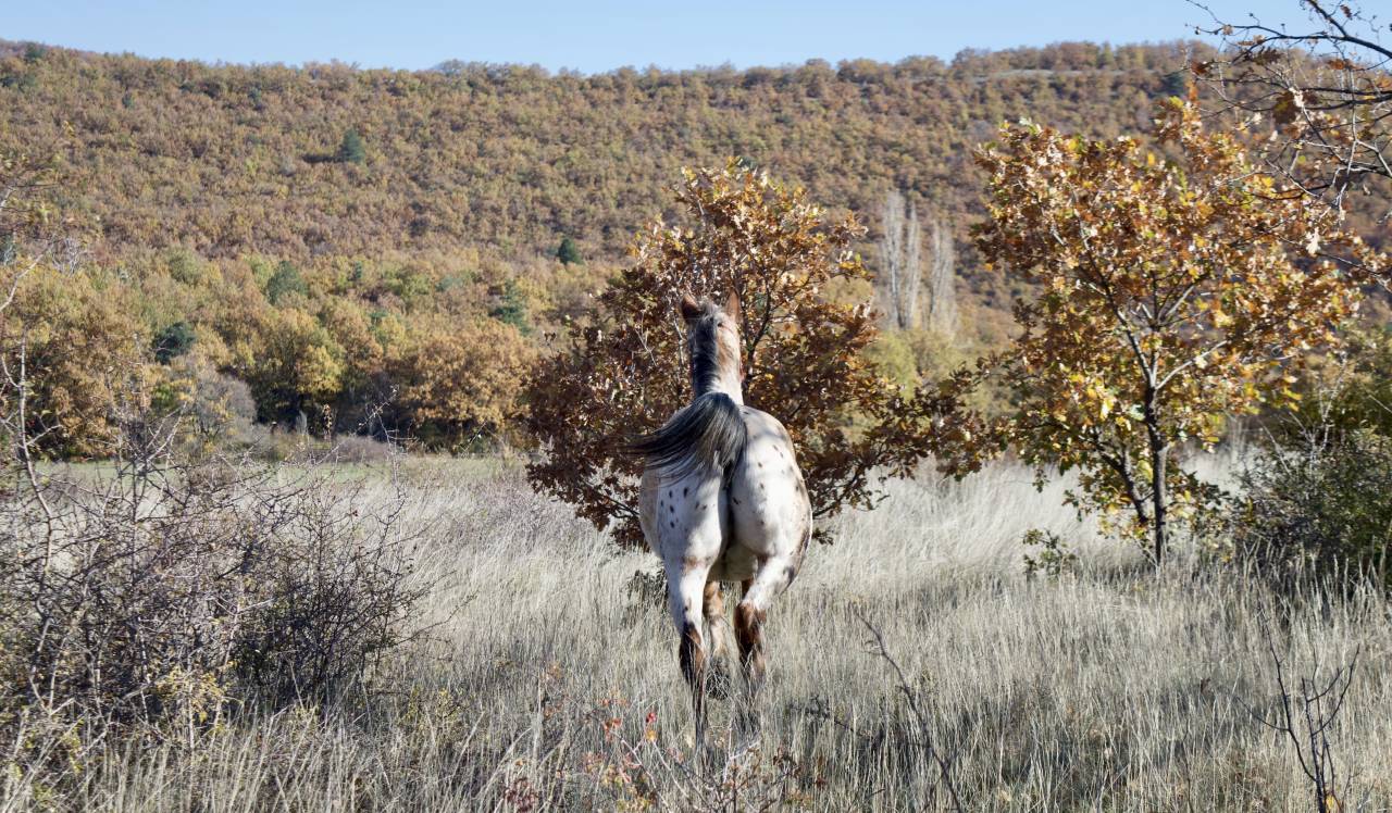 Nektoub Shalala – Hongre Appaloosa × Arabe - 2 ans