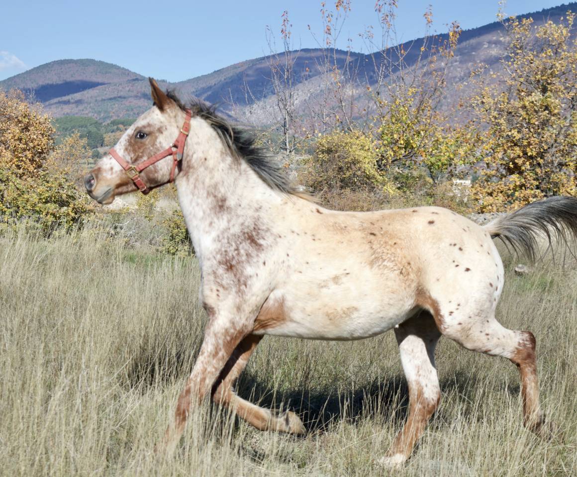 Nektoub Shalala – Hongre Appaloosa × Arabe - 2 ans