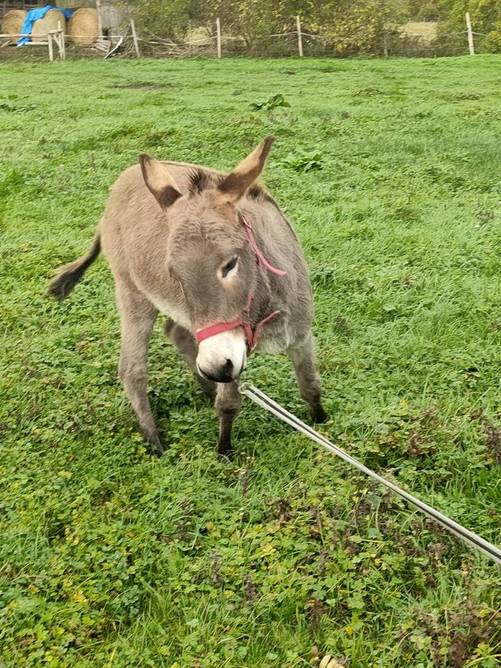 Âne hongre de 2 ans