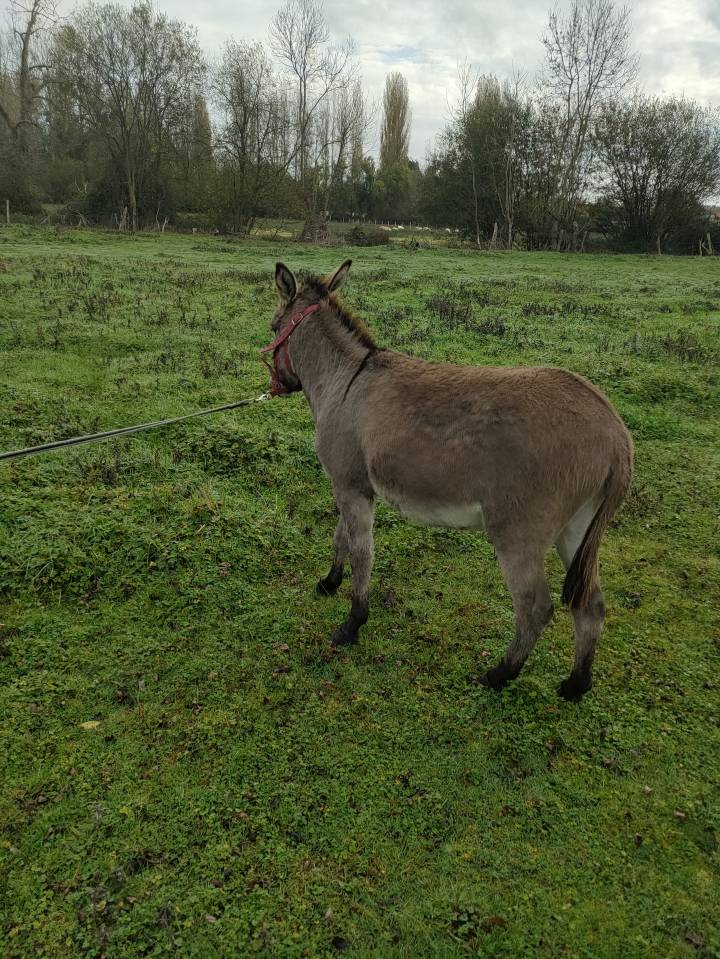 Âne hongre de 2 ans