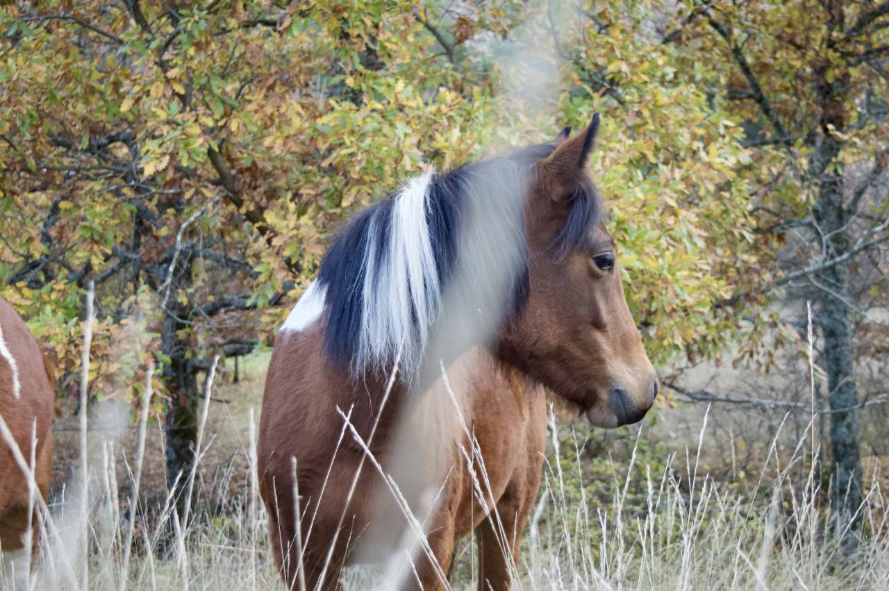 Oumzia Shalala – Ponette Française de Selle – Pie baie