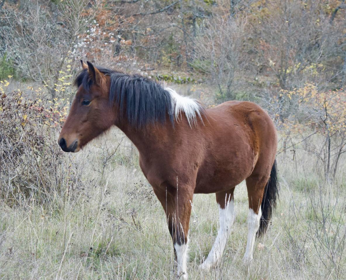 Oumzia Shalala – Ponette Française de Selle – Pie baie