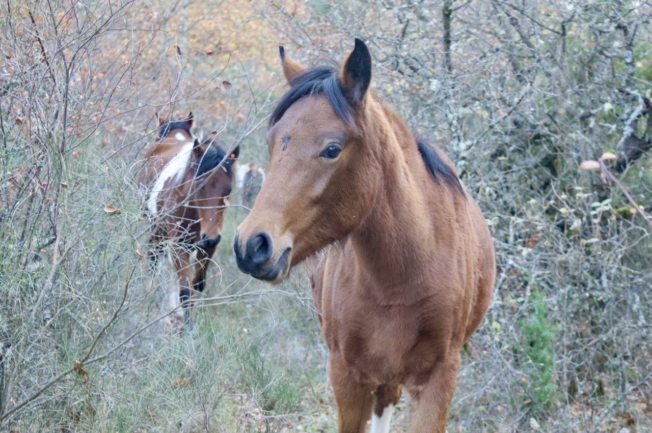 Oumzia Shalala – Ponette Française de Selle – Pie baie