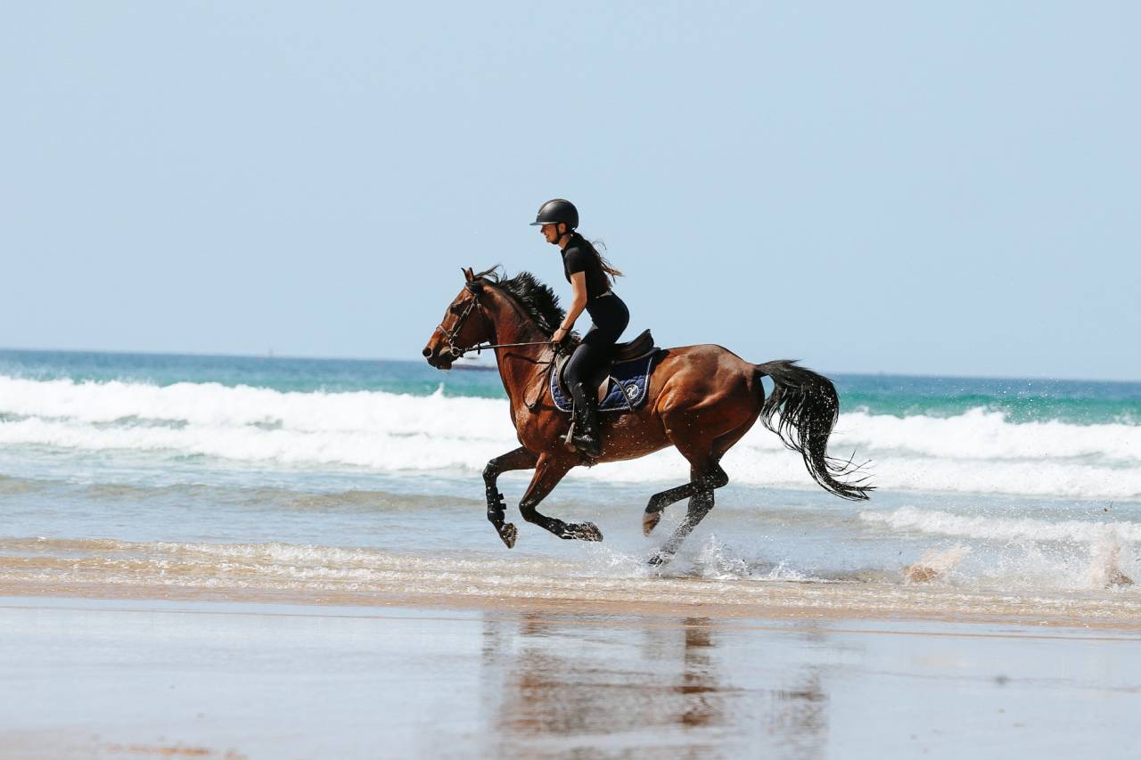 Super cheval de concours ou de loisir