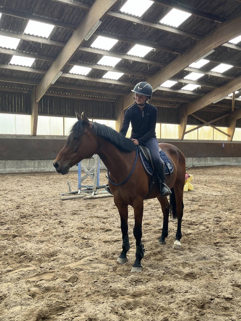 Super cheval de concours ou de loisir