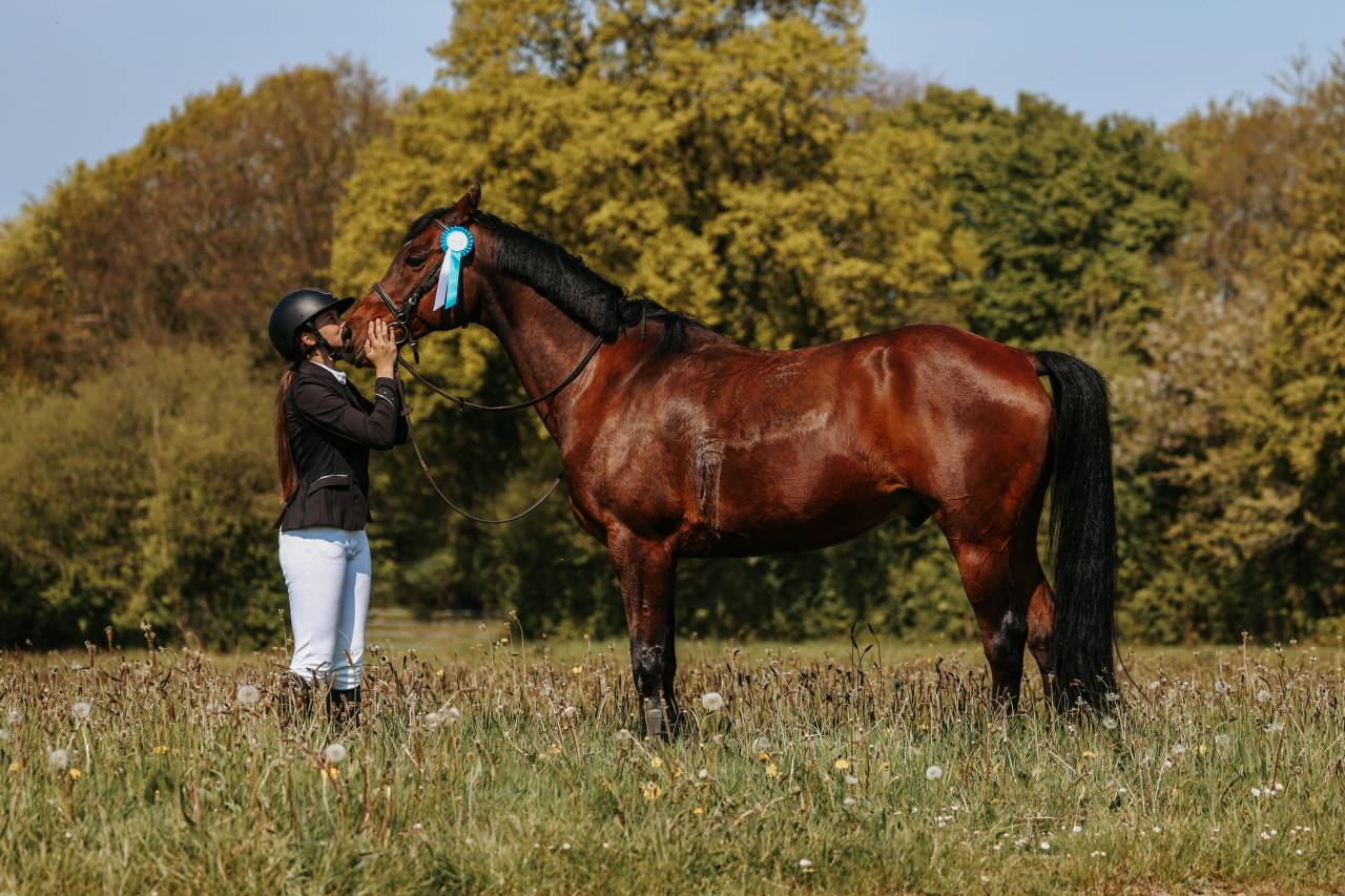 Super cheval de concours ou de loisir