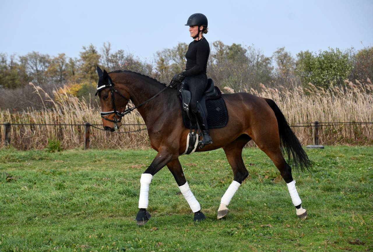 Jument dressage par Secret 