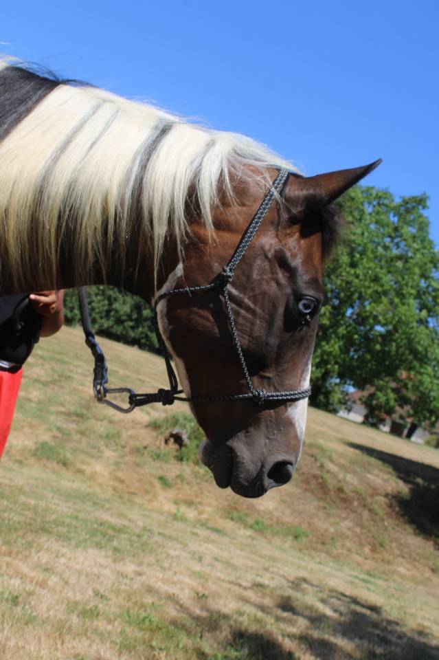  Hongre paint horse de 14 ans PP