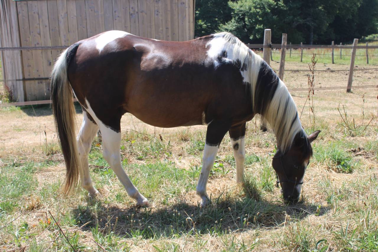  Hongre paint horse de 14 ans PP