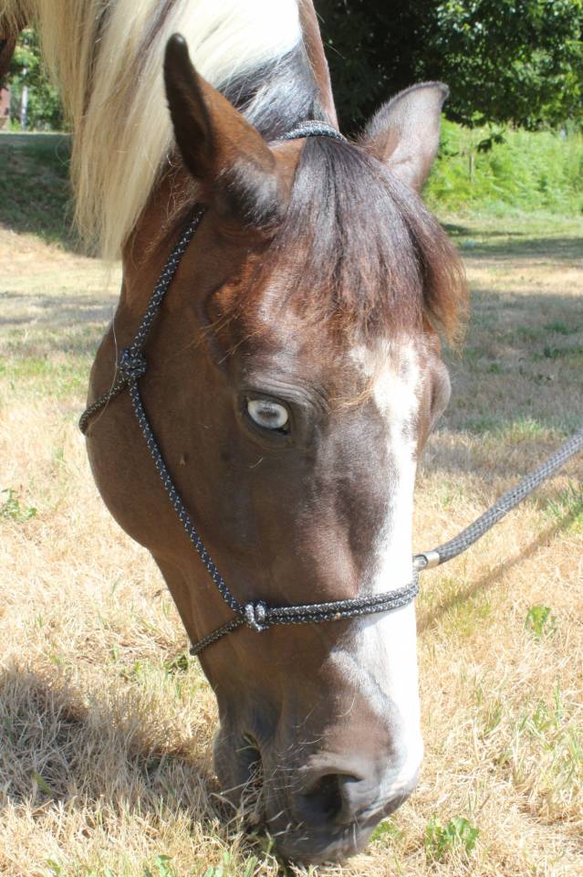  Hongre paint horse de 14 ans PP