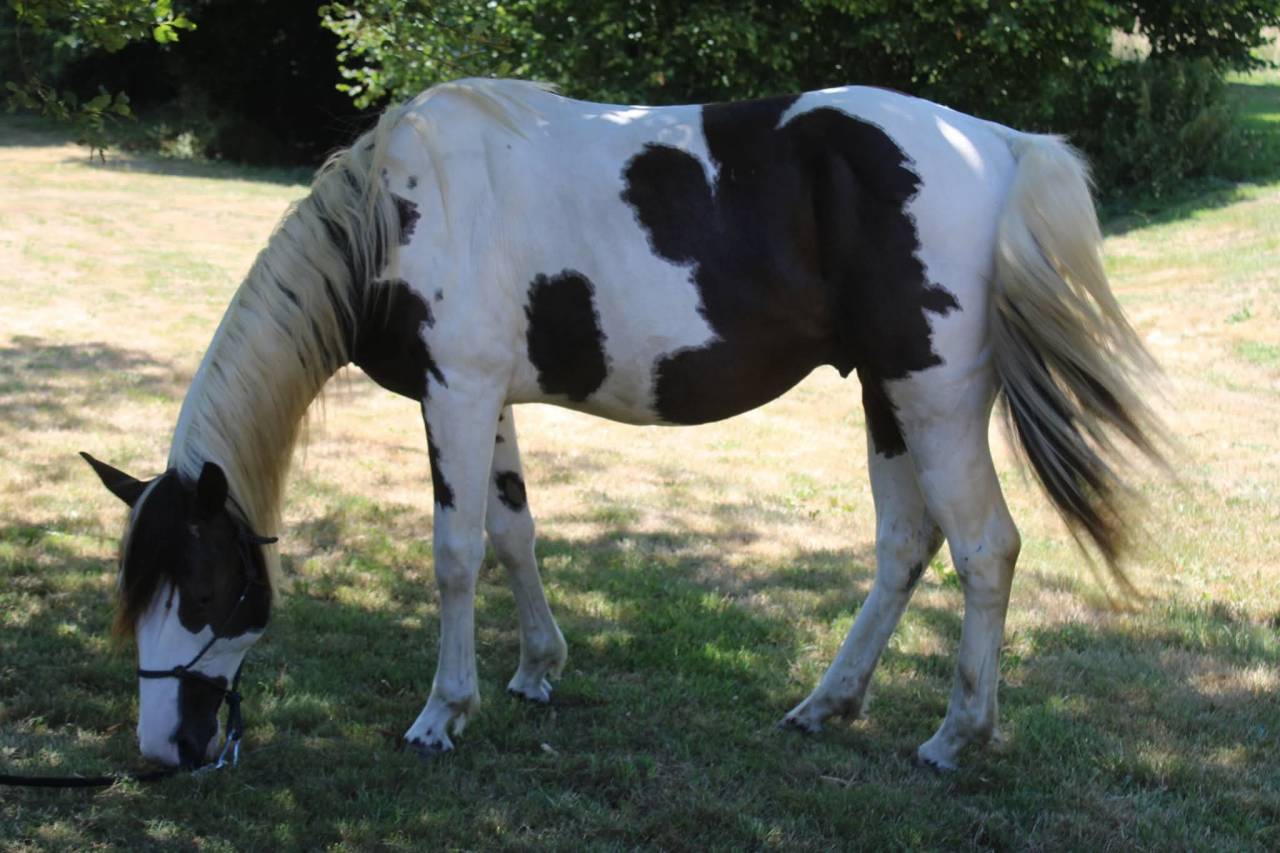 Paint horse 