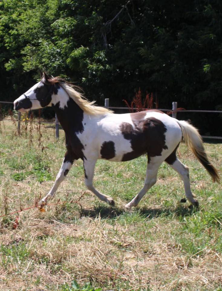Paint horse 