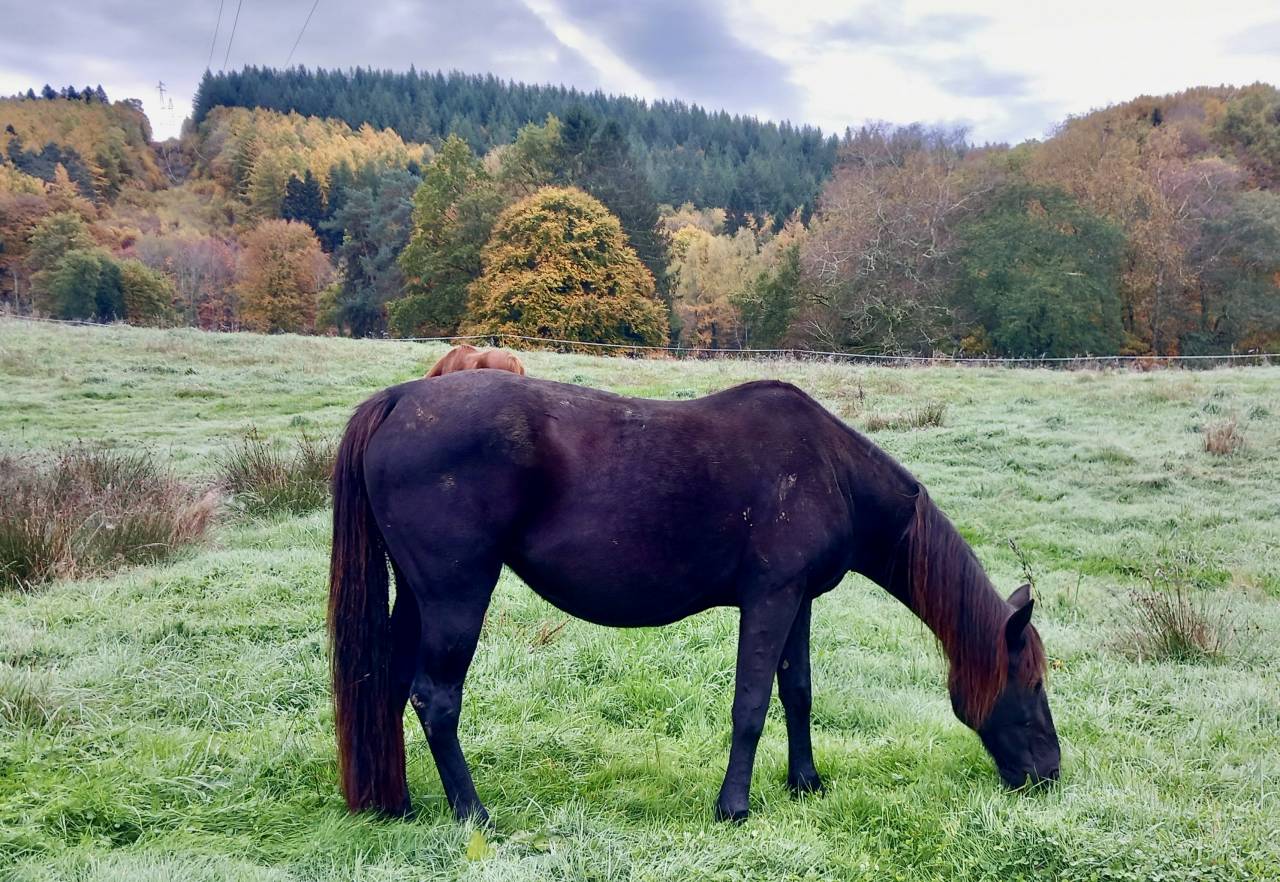 Pouliche OC croisée paint