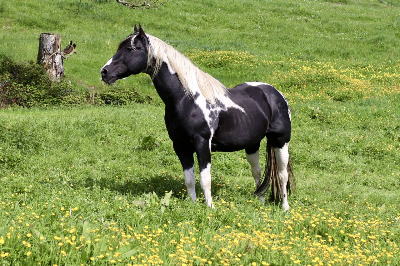 Pouliche OC croisée paint