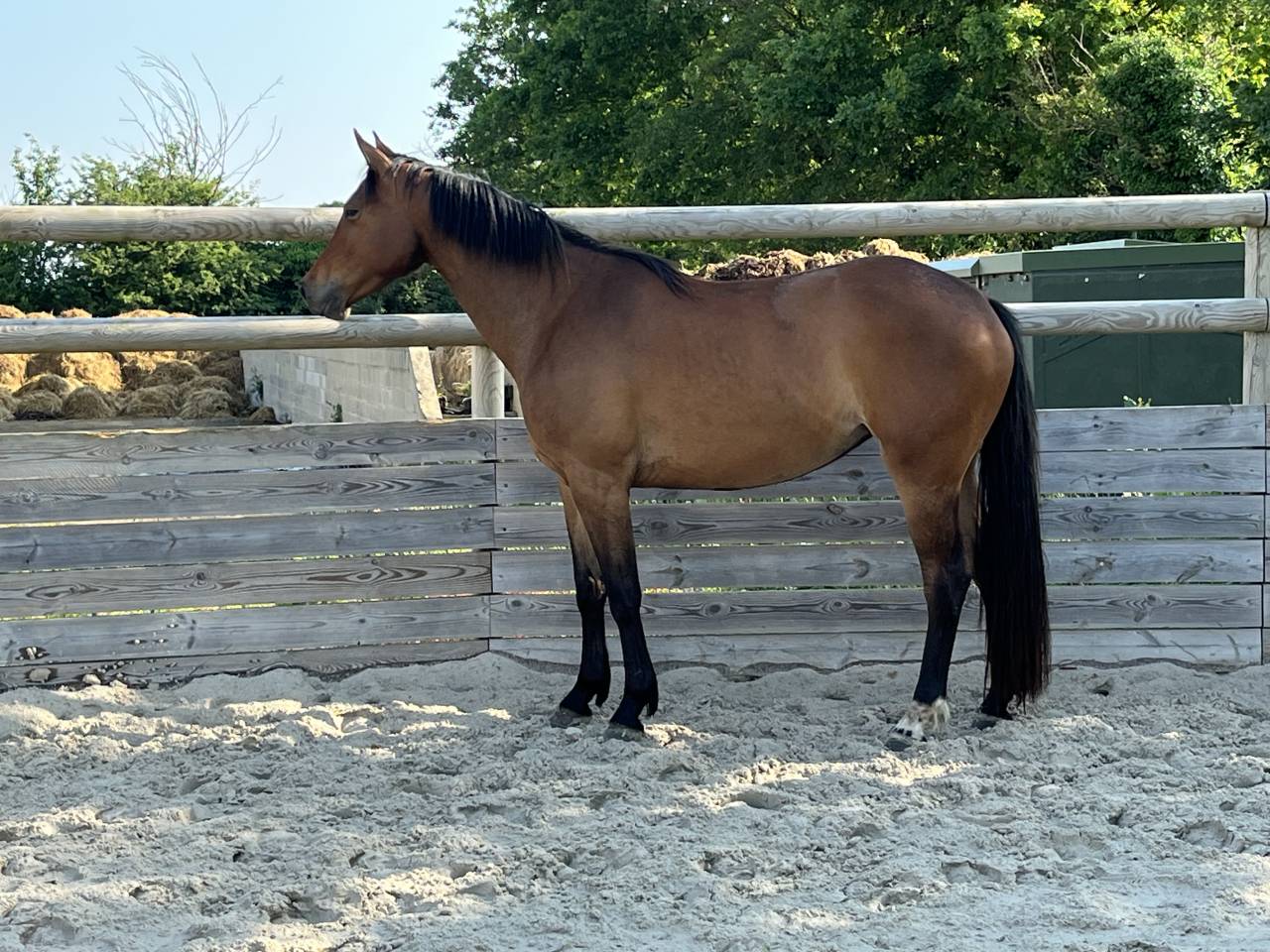 Magnifique pouliche de 3/4ans en 2026