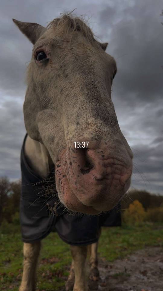 Poney pour loisir balade 