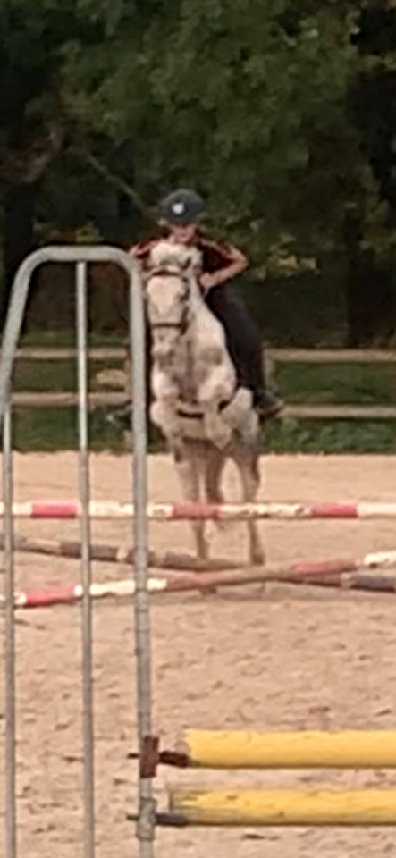 Poney pour loisir balade 
