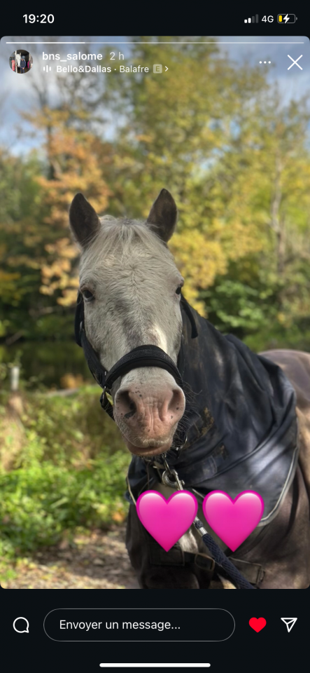 Poney pour loisir balade 