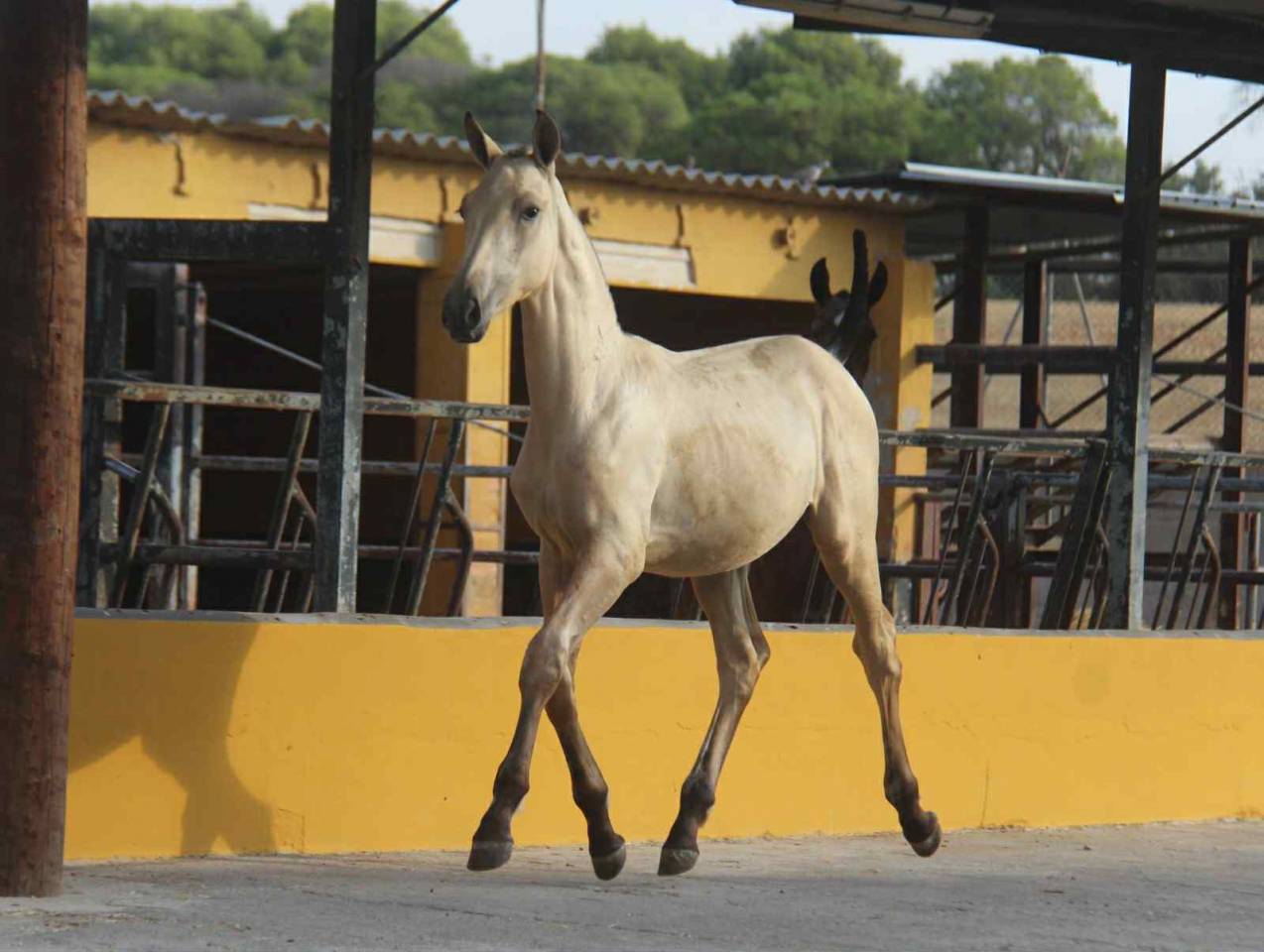Pouliche de l année 25 PRÉ