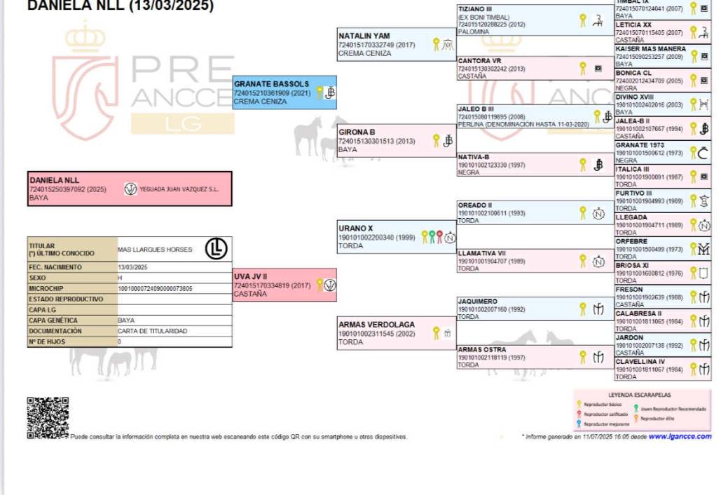 Pouliche de l année 25 PRÉ