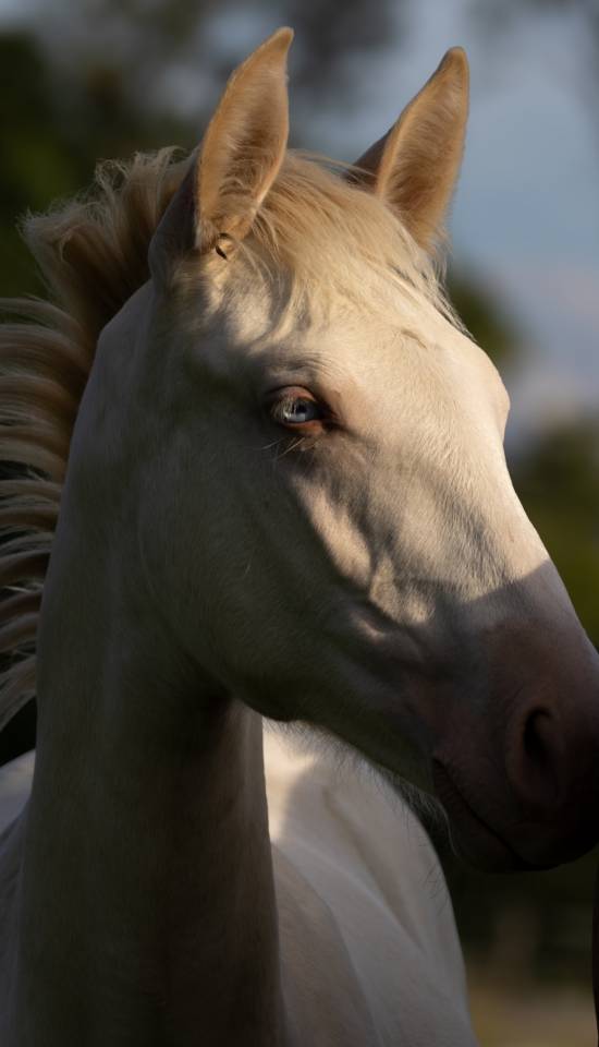 Pouliche lusitanienne crème 