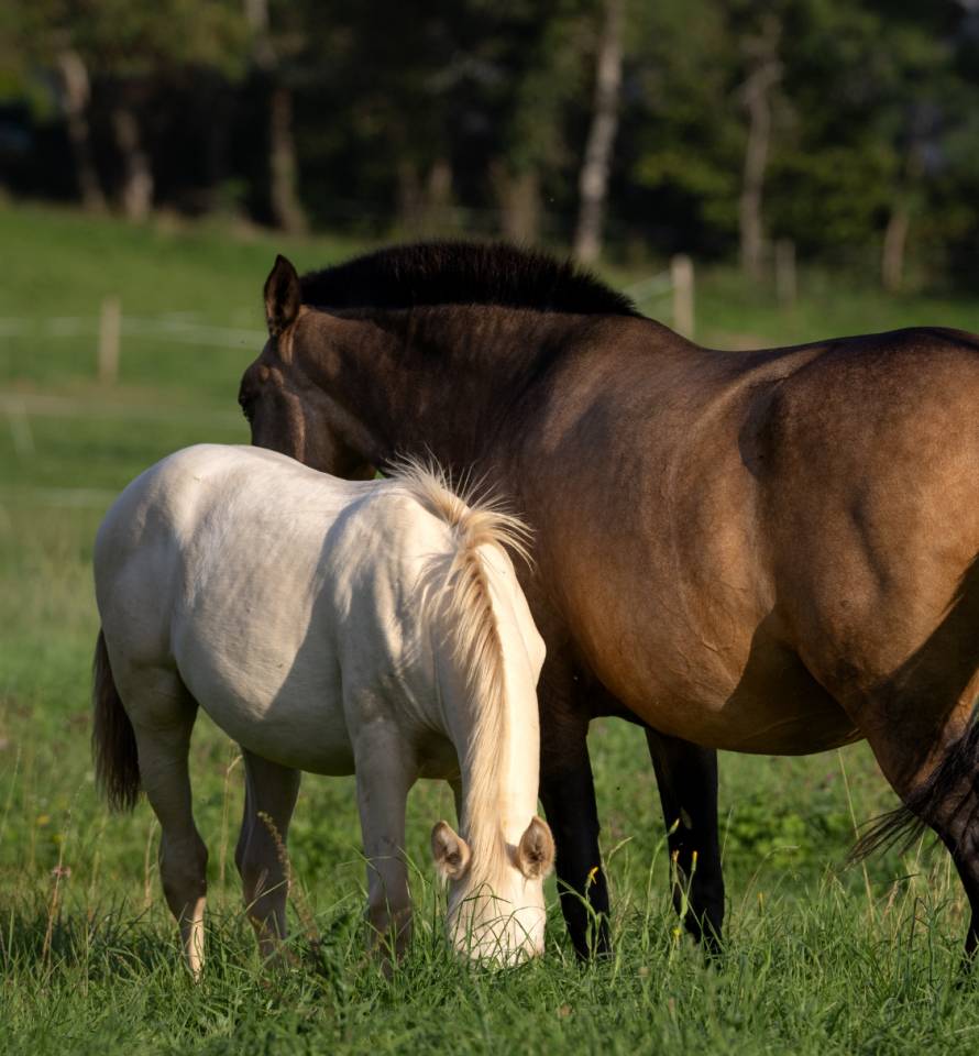 Pouliche lusitanienne crème 