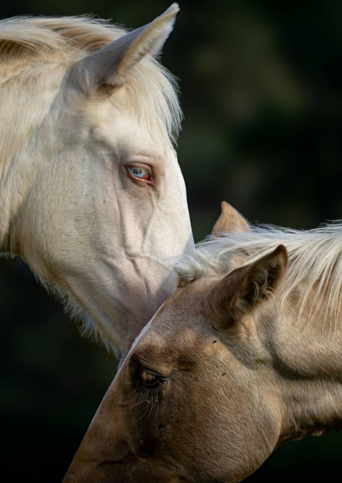 Pouliche lusitanienne crème 