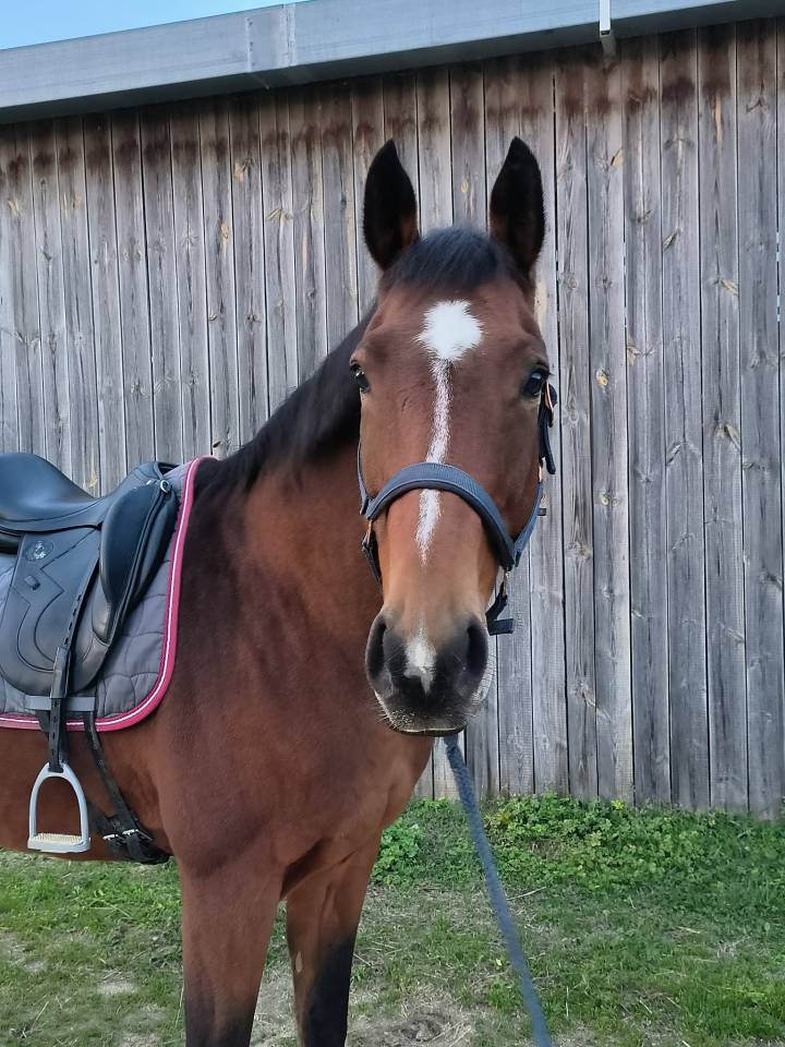 Bergen de la Châtre - Selle français - 14 ans