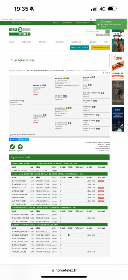 Hongre pour amateur élite 9 ans