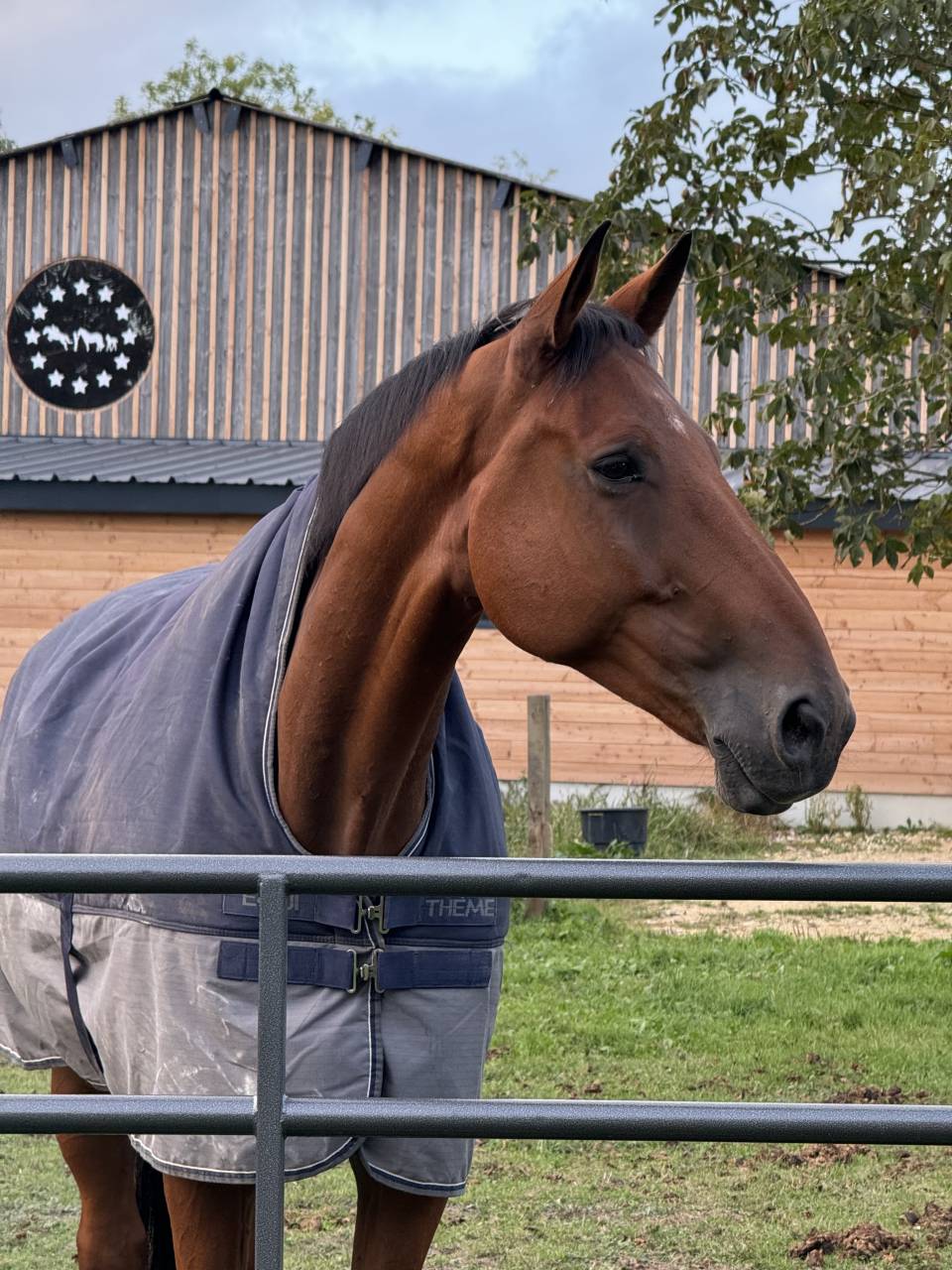 Hongre pour amateur élite 9 ans