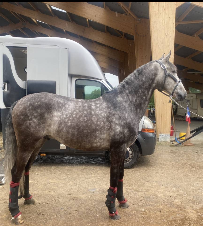 Lusitano , 9 ans 
