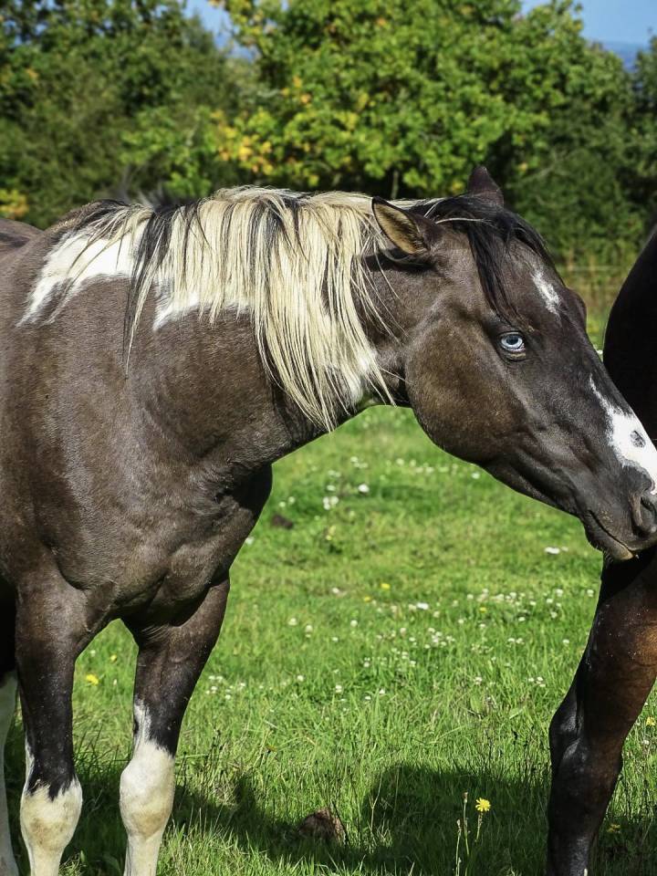 Étalon paint horse homozygote Tobiano 