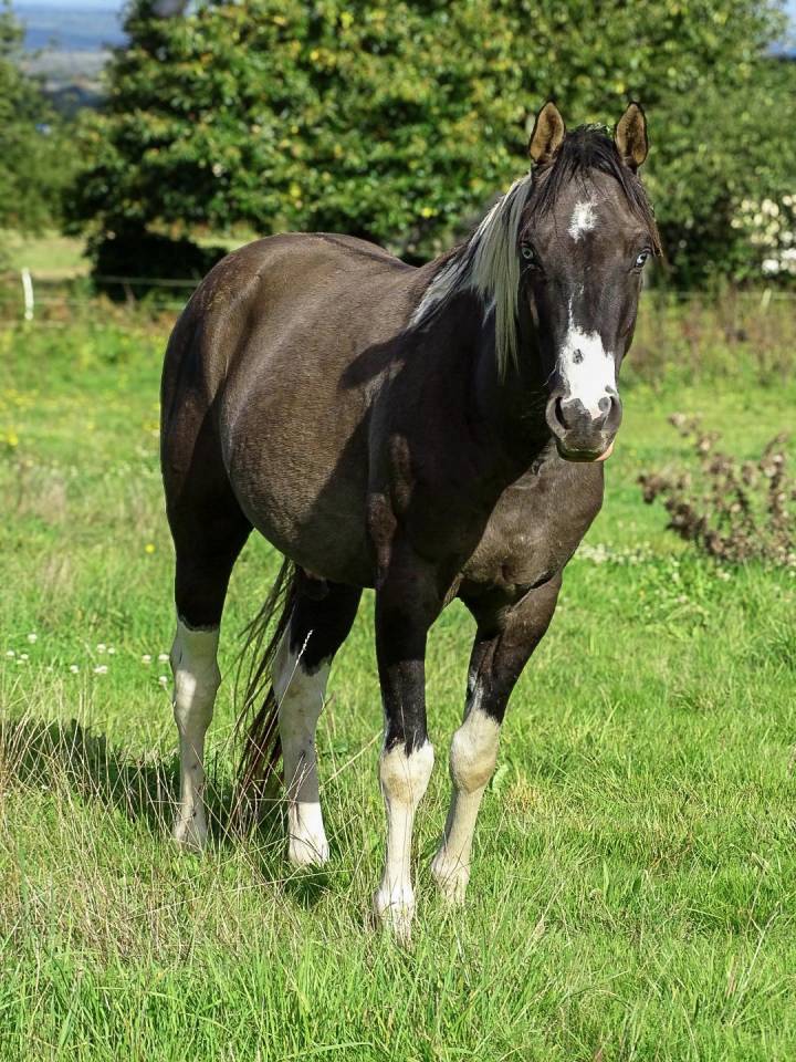 Étalon paint horse homozygote Tobiano 
