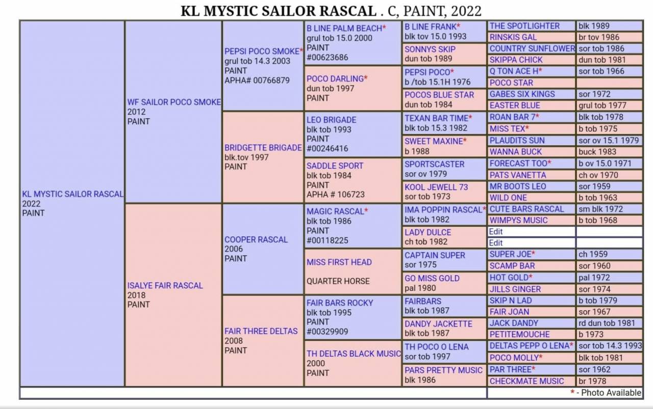 Étalon paint horse homozygote Tobiano 